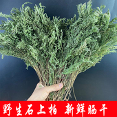 石上柏新鲜野生干货石柏草江南卷柏卷柏中药材龙鳞草金龙草500克