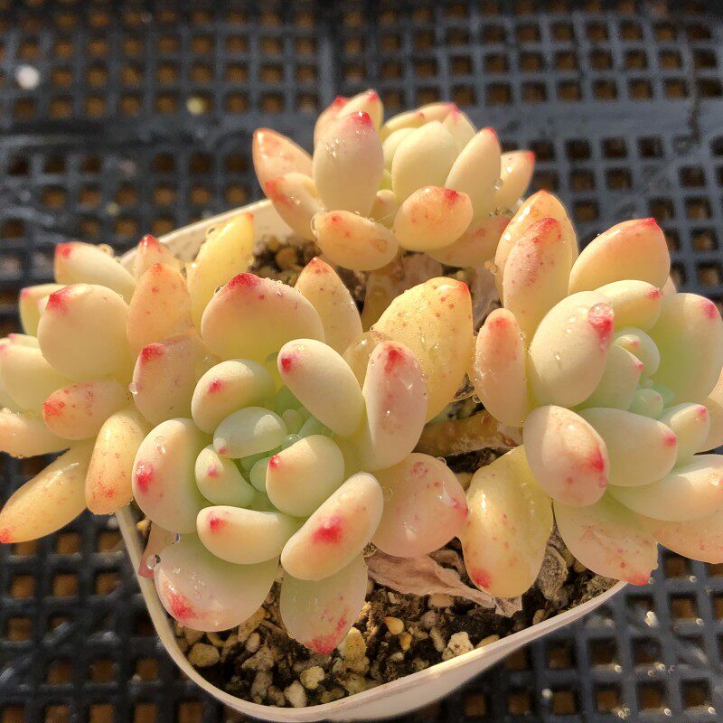 凝脂莲多肉植物非罗琦劳尔果冻色有香味阳台一物一拍阿猫家的土屋