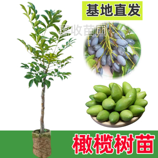 新品种甜橄榄果树苗青橄榄嫁接苗纯甜当年结果南方庭院盆栽地栽