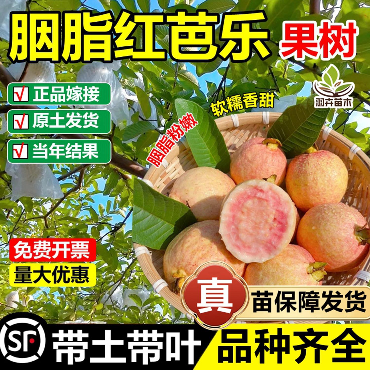 胭脂红番石榴嫁接果树苗红心奶油无籽红宝石芭乐苗盆地栽四季结果