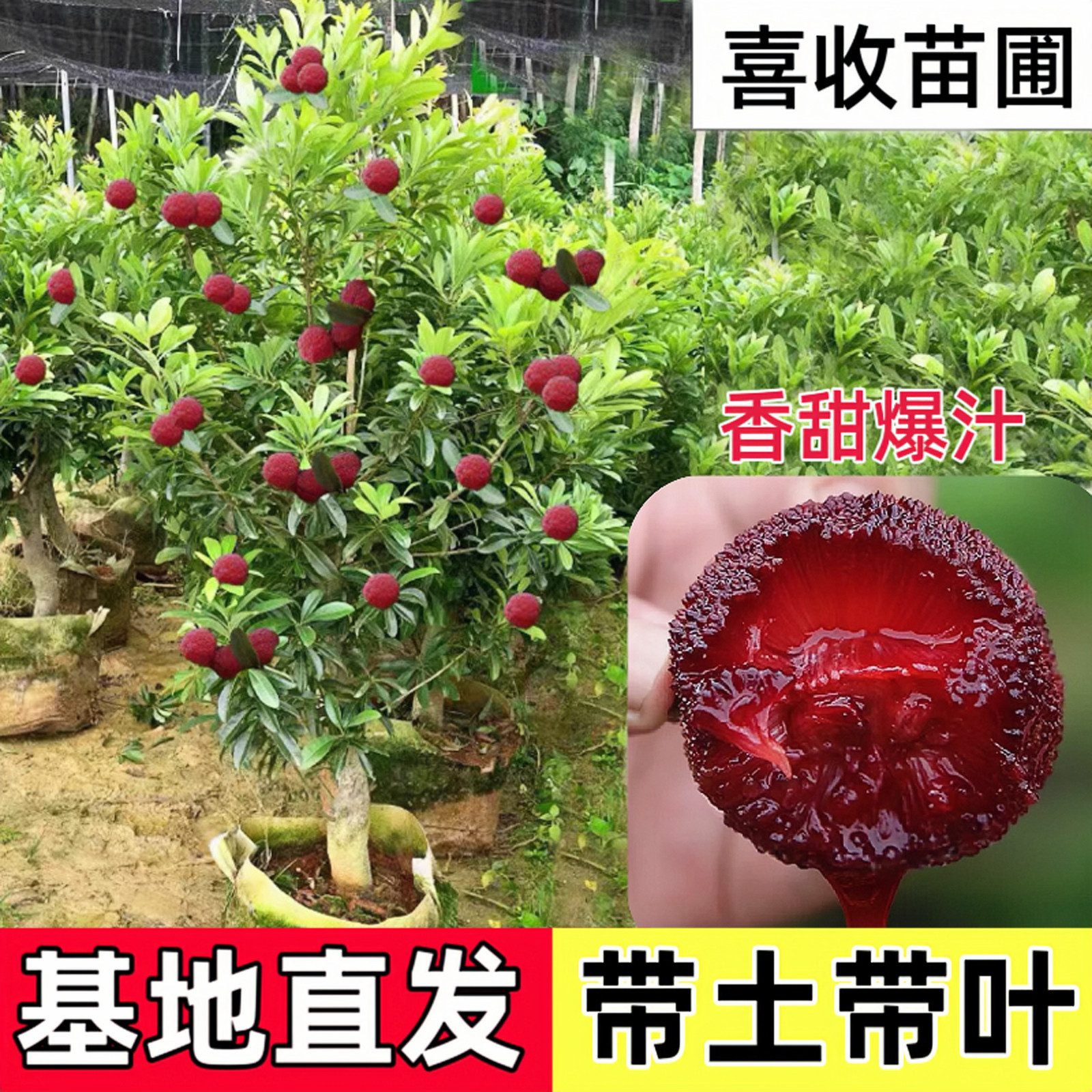杨梅树东魁黑炭红梅树苗嫁接水果树特大号果苗南北方四季庭院种植