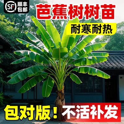 芭蕉树绿植盆栽庭院香蕉树苗大型北方室内外植物耐寒户外大叶巴蕉
