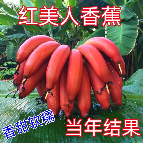 正宗红美人香蕉树苗红皮香蕉苗南北方四季种植耐寒抗冻当年结果