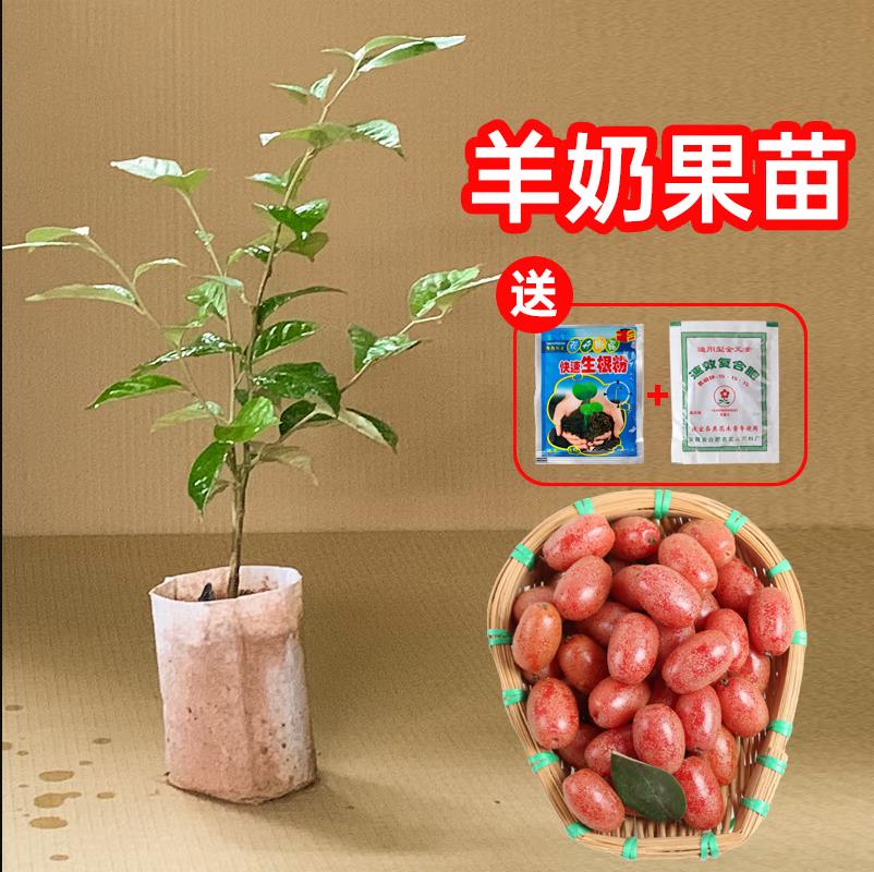 羊奶果树苗特大果形结果快德甜二号胡颓子羊奶果苗盆地栽当年结果