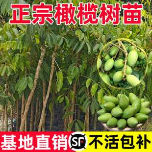 正宗潮汕青橄榄树苗嫁接苗南北方庭院地栽盆栽果树果苗当年结果
