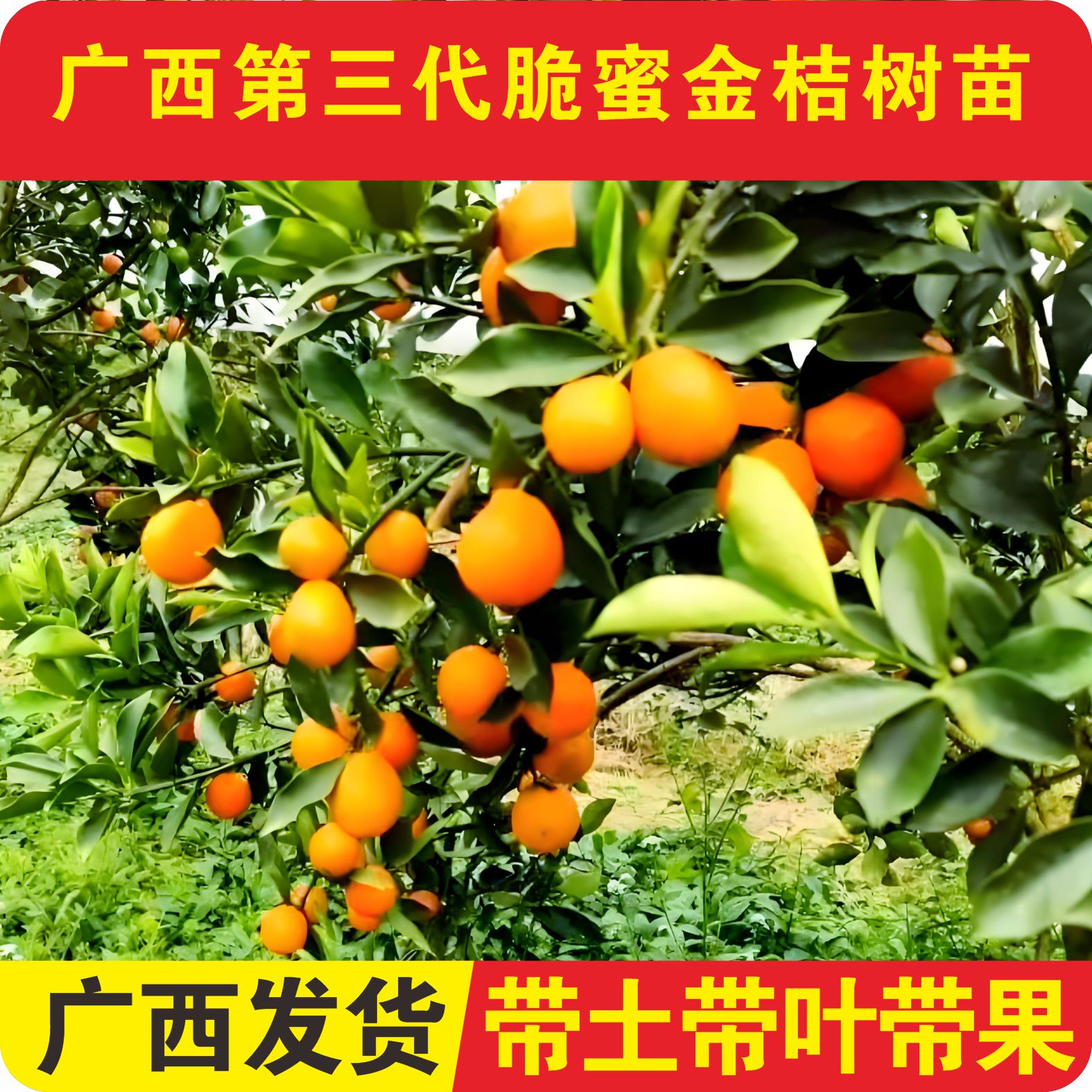 融安脆蜜金桔苗脆皮带果耐寒橘子树苗融安脆蜜金柑嫁接金桔树树苗