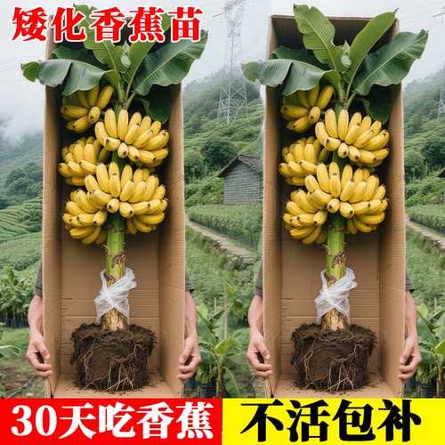 矮化香蕉粉蕉小米蕉苹果蕉红蕉树苗皇帝蕉苗芭蕉大苗南方当年结果