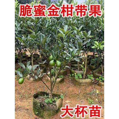 融安脆蜜金桔树苗正宗嫁接无籽脆蜜金柑树苗四季种植树苗当年结果