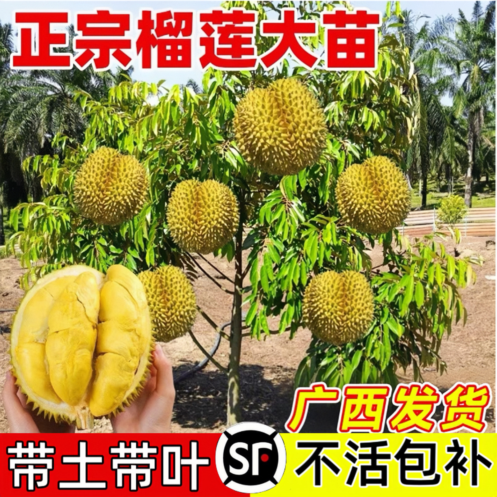 金枕榴莲树果苗南北方种植猫山王耐寒嫁接盆栽地栽果树苗