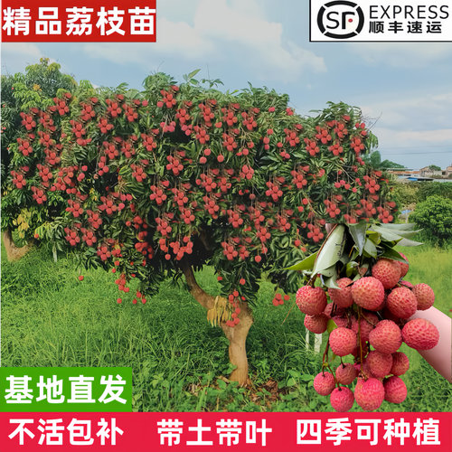 荔枝树苗特大号嫁接苗耐寒冰荔桂味无核南北方庭院种植盆栽地栽