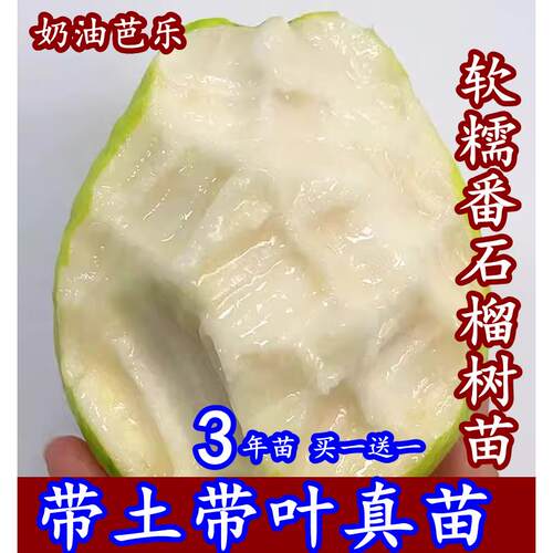 奶油芭乐软心番石榴嫁接树苗四季红心软糯香甜芭乐盆栽地栽南北方