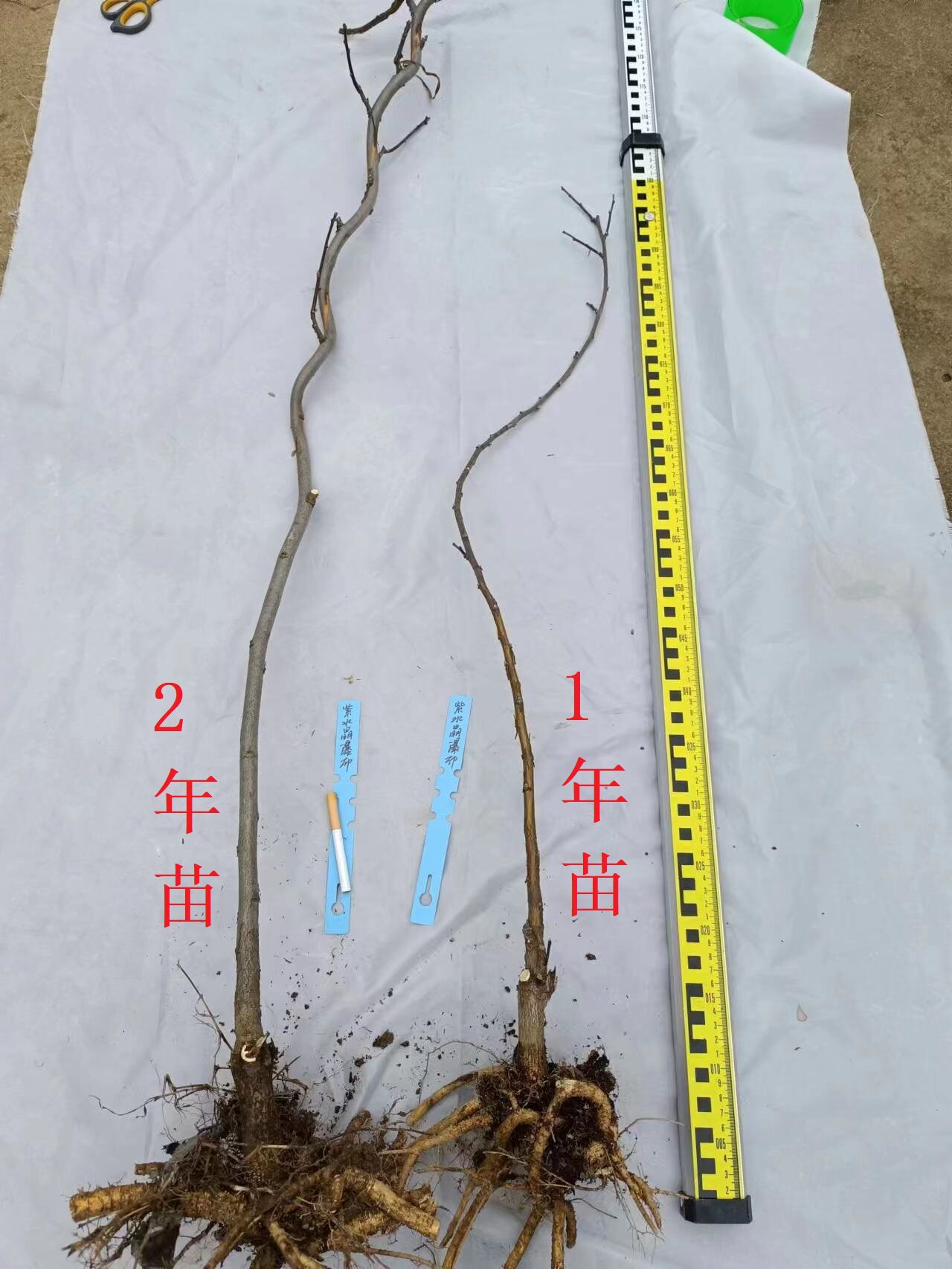 紫水晶瀑布 紫藤萝花树苗多花丰花紫藤多季爬藤植物 南方也开花