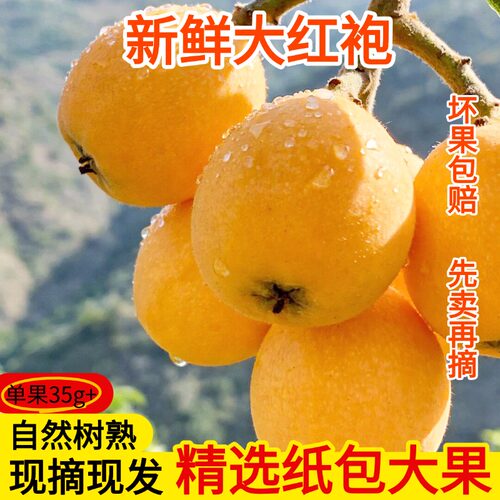 台州大红袍枇杷树熟现摘大果
