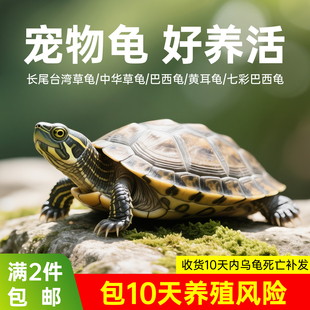 水族纯种中华草龟苗子公母肉食乌龟活物外塘巴西龟宠物幼苗批发