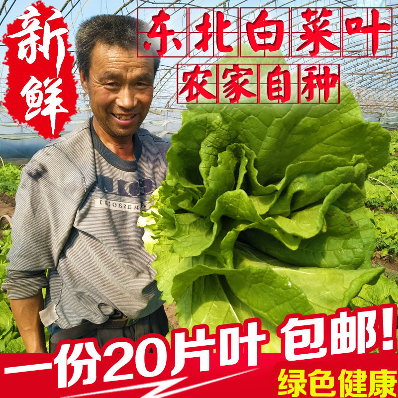 东北打饭包专用白菜叶