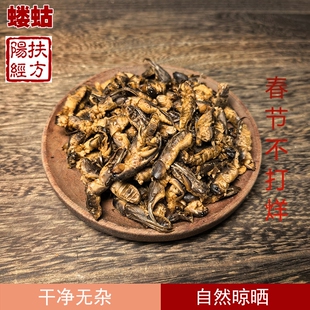 扶阳经方 蝼蛄中药材 蝼蛄干野生 蝲蝲蛄干地拉蛄天蝼土狗子