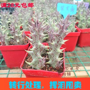 紫龙角仙人掌肉肉盆栽室内花卉办公室绿植 花花公子多肉植物