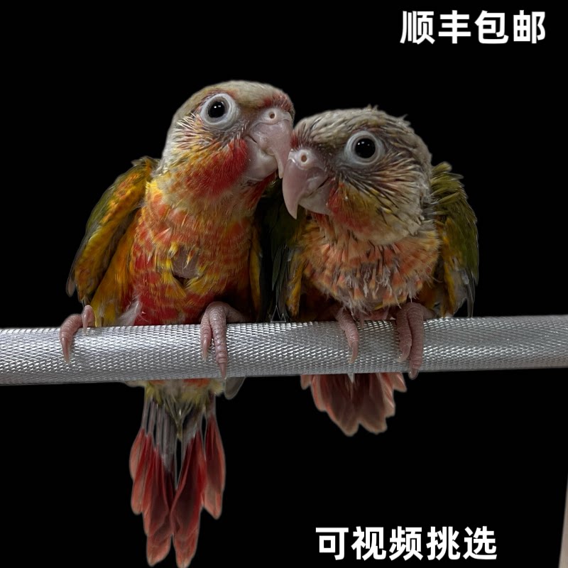小太阳鹦鹉中高趴宠物活鸟凤梨黄边绿夹半毛断奶顺丰包活可发海南