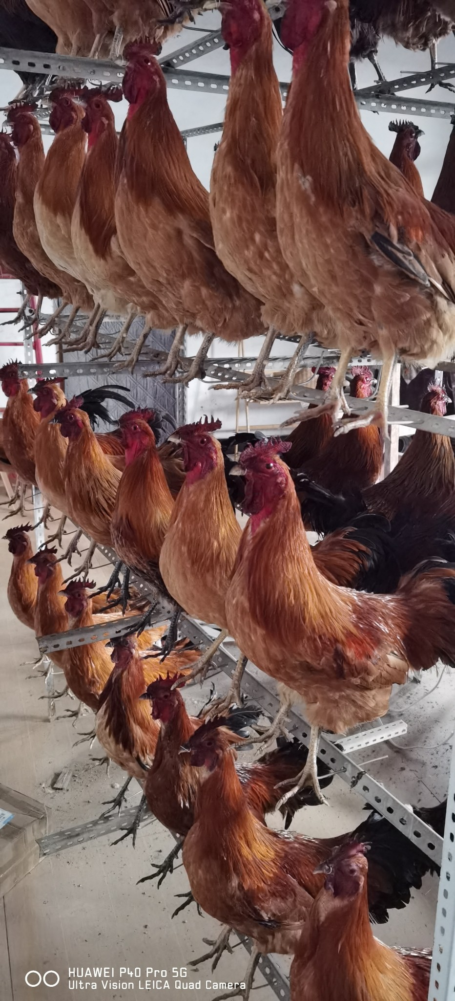 大公鸡标本,文具电教/文化用品/商务用品,教学标本/模型,淘宝优惠券,粉丝福利购,淘宝优惠卷