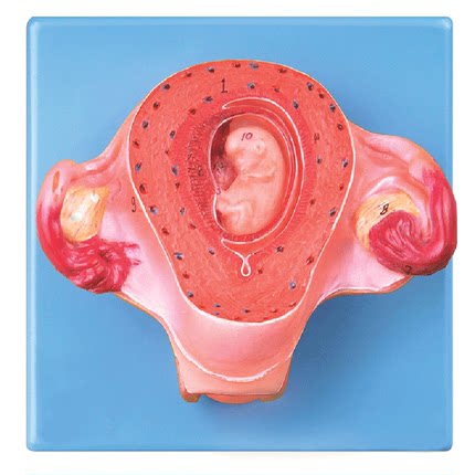 全科医生 GD/A42005/2 二个月胚胎模型