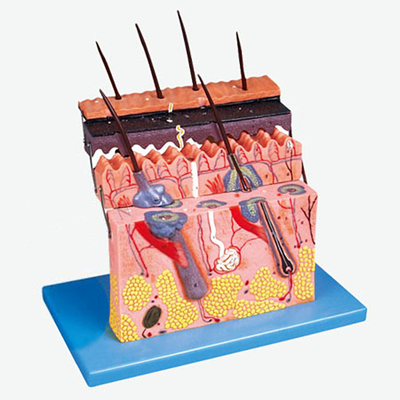 全科医生 GD/A41001 皮肤层次切面放大模型
