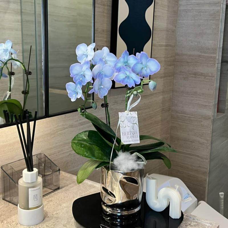 银色不规则简约现代蝴蝶兰单双株专用陶瓷花盆室内桌面家居软装用,鲜花速递/花卉仿真/绿植园艺,花盆,淘宝优惠券,粉丝福利购,淘宝优惠卷