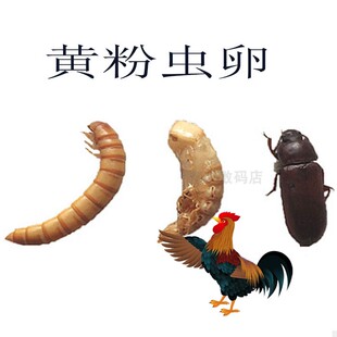 黄粉虫种大麦虫卵苗面包虫新鲜活幼虫黄粉虫活体鸡鸭蝎子青蛙饲料