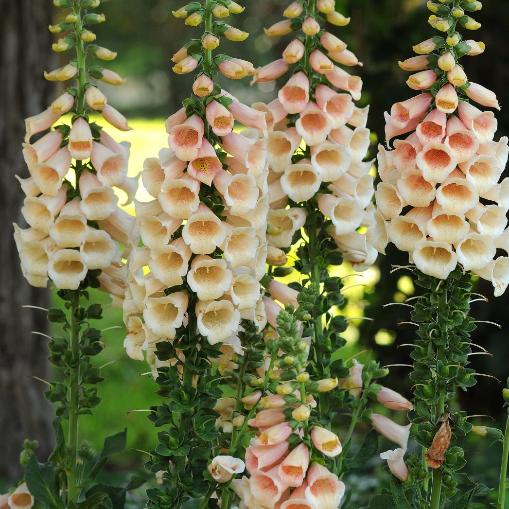 苏城花园毛地黄庭院早春耐寒花卉