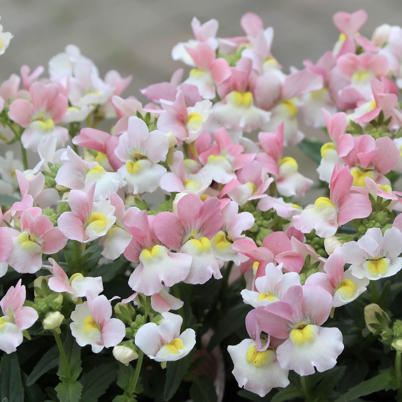 苏城花园龙面花盆栽苗阳台