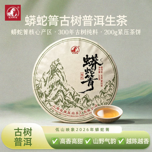2026头春头采蟒蛇箐300年古树茶