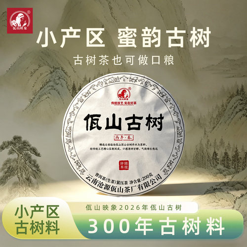 2026头春头采300年佤山古树