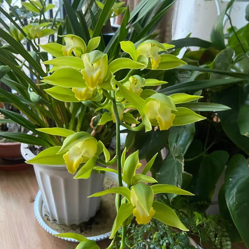 虎头兰碧玉素名贵兰花云南花卉