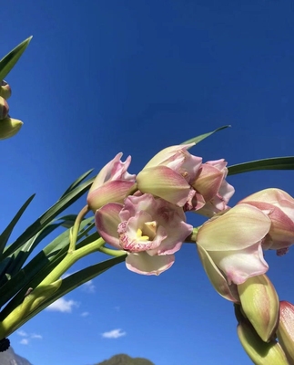 虎头兰中国红心缅甸红玫瑰缅甸大红袍桑德兰花香花期长四季长绿植