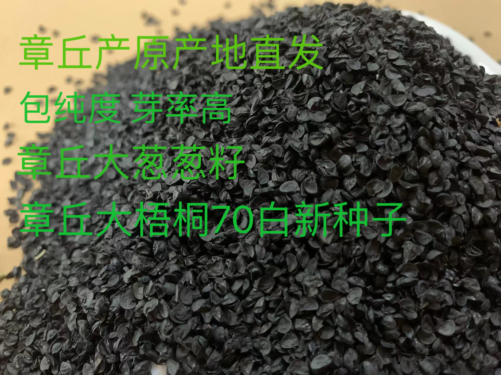 可越冬四季易种植韭菜籽耐寒割茬