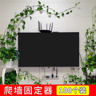 固定器枝条墙面爬藤绿萝爬墙上挂钩蔷薇绿植攀爬夹子园艺用品 月季