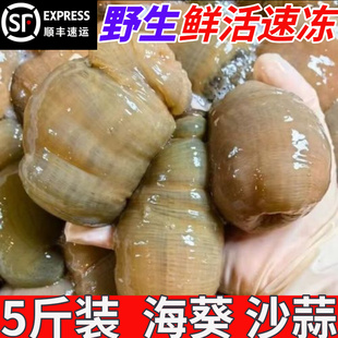 新鲜海葵沙蒜野生海捕鲜活冷冻5斤海肠海菊花根沙蒜豆面食材商用