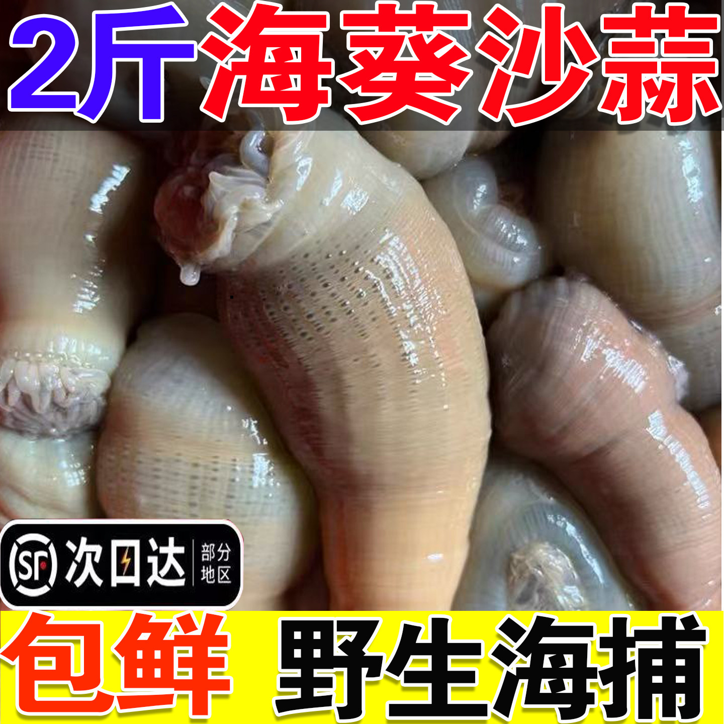 新鲜沙蒜海葵野生海捕鲜活冷冻2斤海肠海菊花根沙蒜豆面食材商用