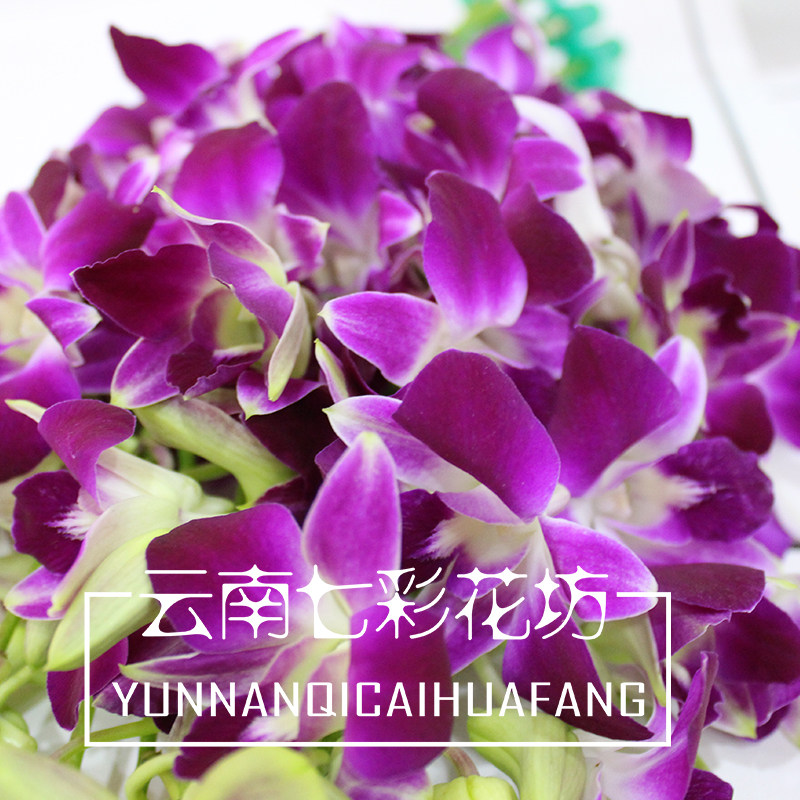 【云南七彩花坊】12支鲜切杨兰花客厅茶几插花瓶花艺摆设品|msdalam kategori penghantaran bunga/bunga simulasi/tumbuhan berkebun, penghantaran bunga (bandar) - dari Buy2taobao.com untuk memberikan perkhidmatan ejen Taobao profesional membeli