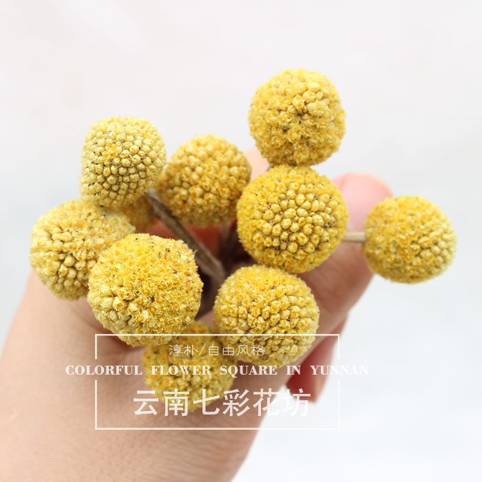 黄金球永生花材料diy礼盒