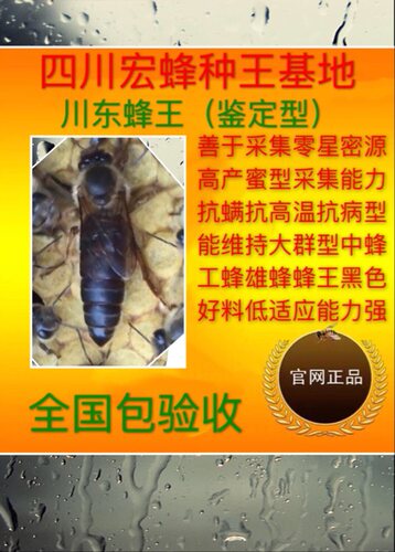 产子川东邻水养殖原种中蜂蜂王
