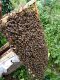 中蜂蜂王活体蜜蜂阿坝蜂王原群产子蜂王土蜂大麻蜂种王快递 包邮