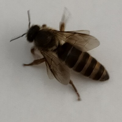 阿坝蜂王中华蜜蜂处女王四川阿坝源种王中蜂开产王大麻蜂川东蜂王