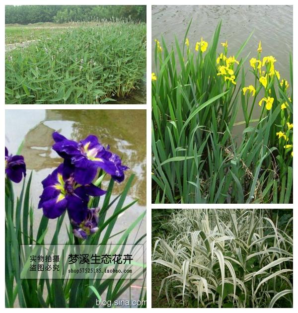 水生植物挺水净化水质花卉庭院别墅池塘景观 美化造景湿地绿化