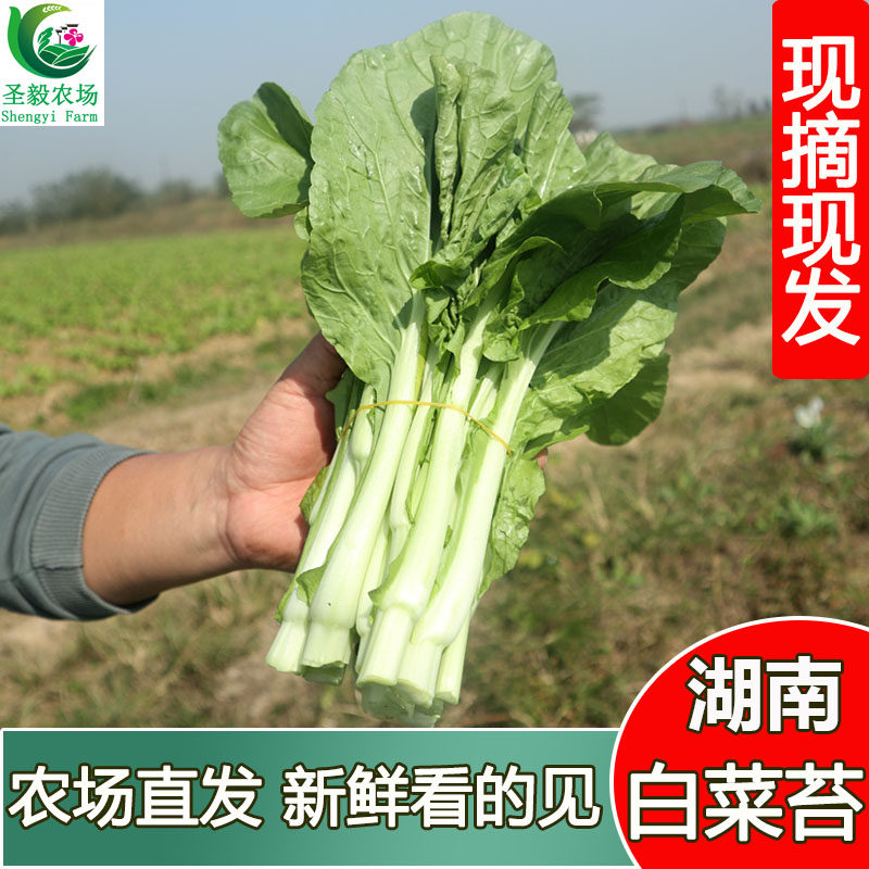 白菜苔时令蔬菜农家菜