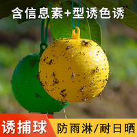 粘蟲球絲瓜果實(shí)蠅貼誘蠅球針蜂馬蜂色引誘劑果蠅誘捕器雙面黃板紙