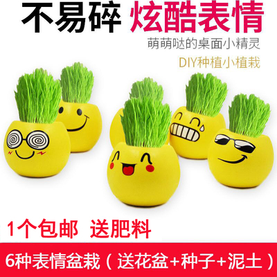 迷你表情盆栽青草种植易活