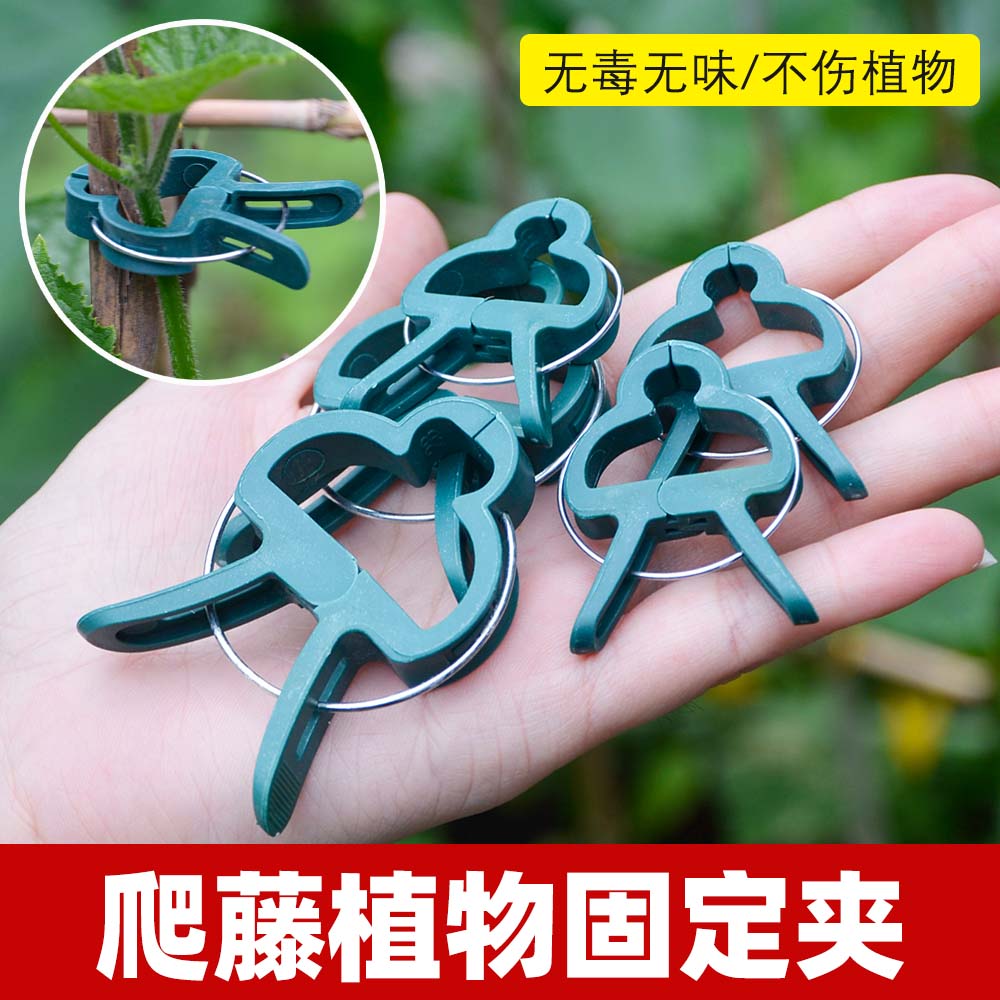 爬藤植物固定夹绿色卡扣大号藤蔓蔬菜番茄花卉瓜果枝条固定夹子扣