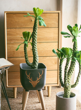 仿真绿植仙人柱霸王鞭仙人掌盆栽巴西龙骨树热带沙漠造景家居摆件