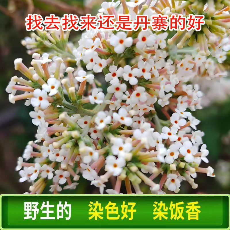 贵州野生花密蒙花染饭花黄色染料
