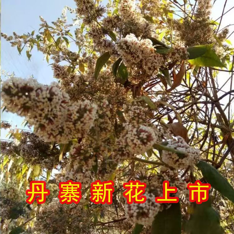 2025新鲜采摘密蒙花丹寨农产品